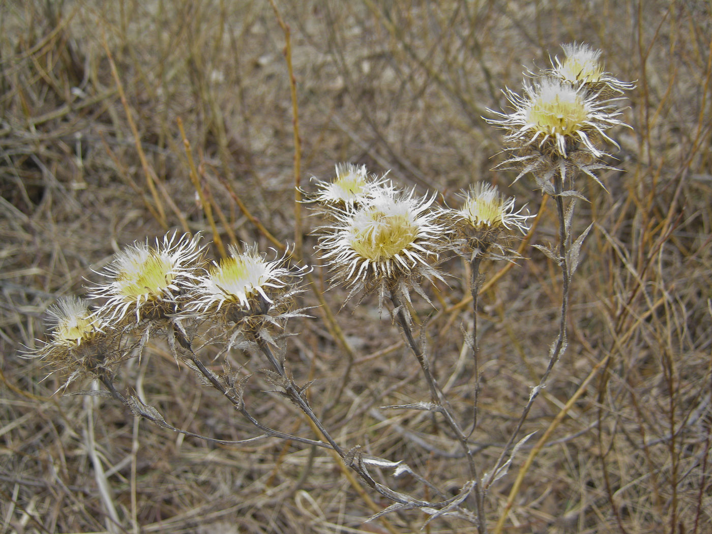 Изображение особи Carlina intermedia.