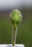 Lepidium campestre. Плод. Республика Адыгея, г. Майкоп, восточная окраина города, на лугу. 12.04.2016.