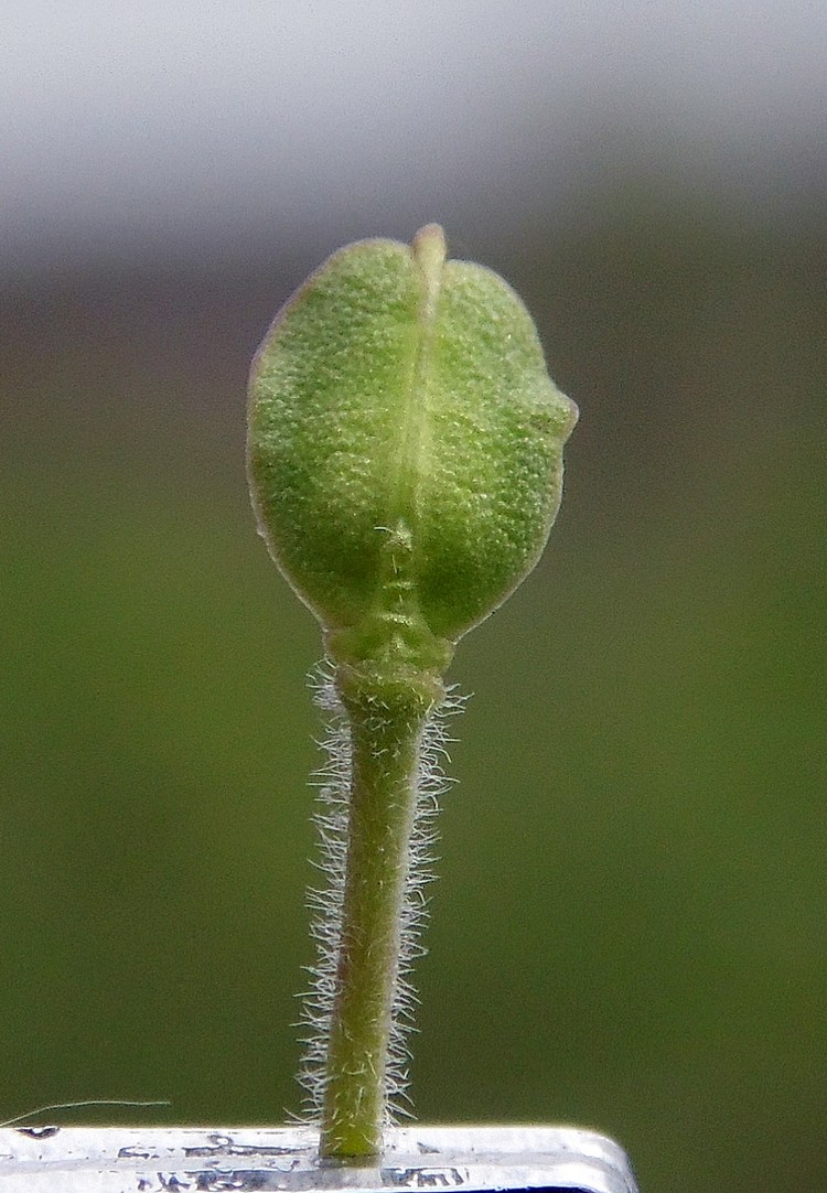 Изображение особи Lepidium campestre.