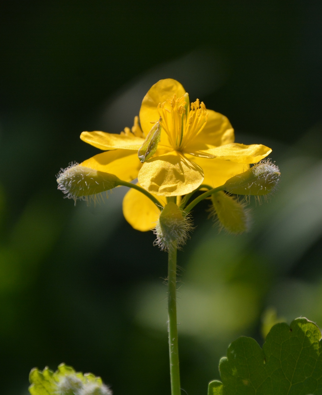 Image of Chelidonium majus specimen.