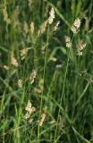 Dactylis glomerata