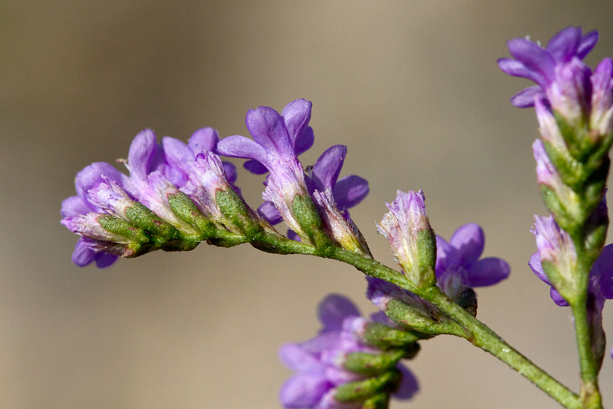 Image of Limonium narbonense specimen.