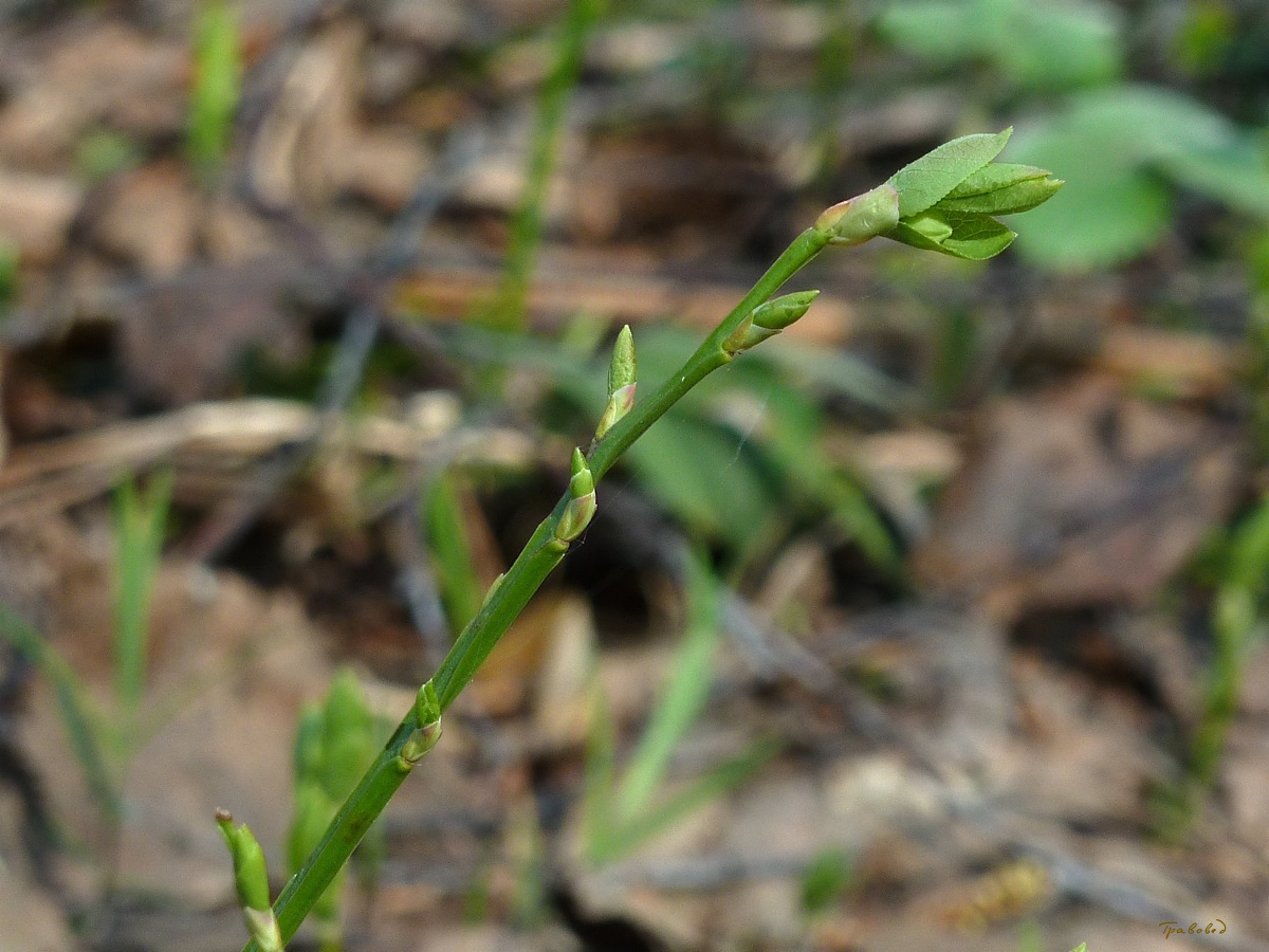 Изображение особи Vaccinium myrtillus.