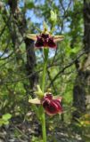 Ophrys mammosa. Соцветие. Крым, окр. с. Терновка, редколесье из дуба и можжевельника колючего. 2 мая 2016 г.