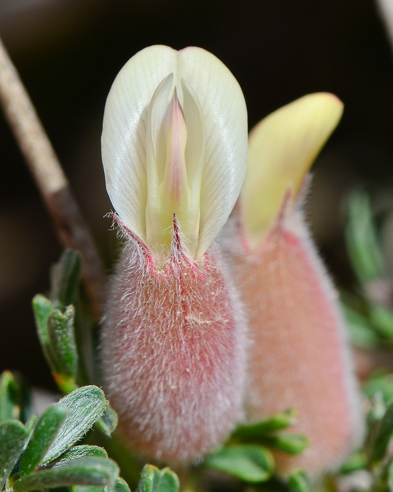 Изображение особи Astragalus spinosus.