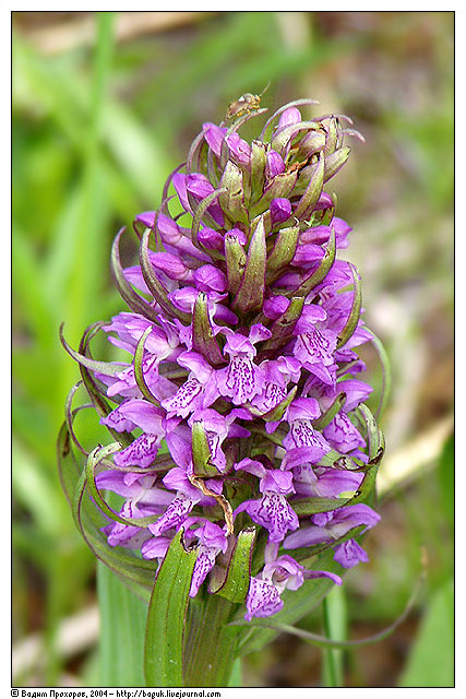 Изображение особи Dactylorhiza incarnata.