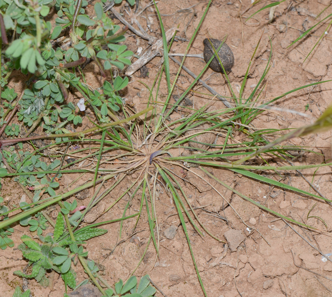 Изображение особи Stipellula capensis.