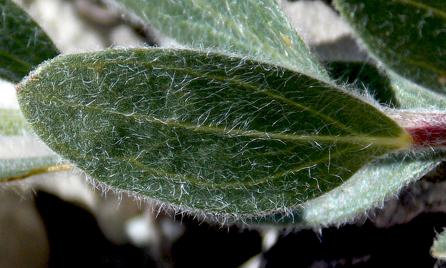 Image of Genista humifusa specimen.