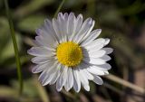 Bellis annua