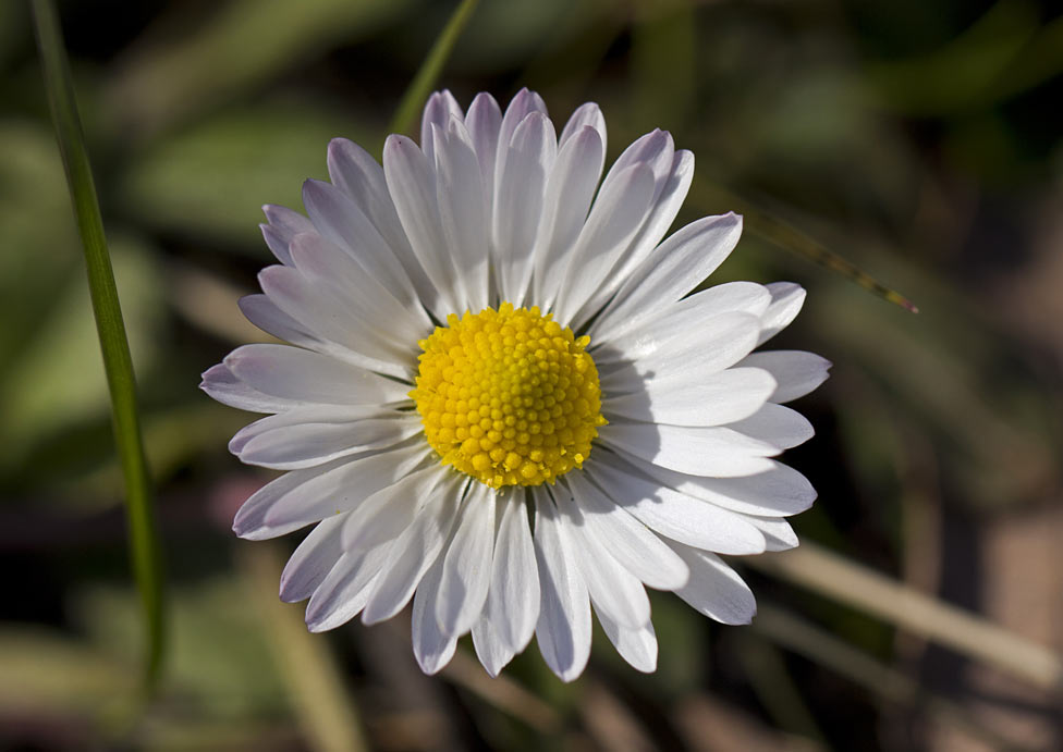 Изображение особи Bellis annua.