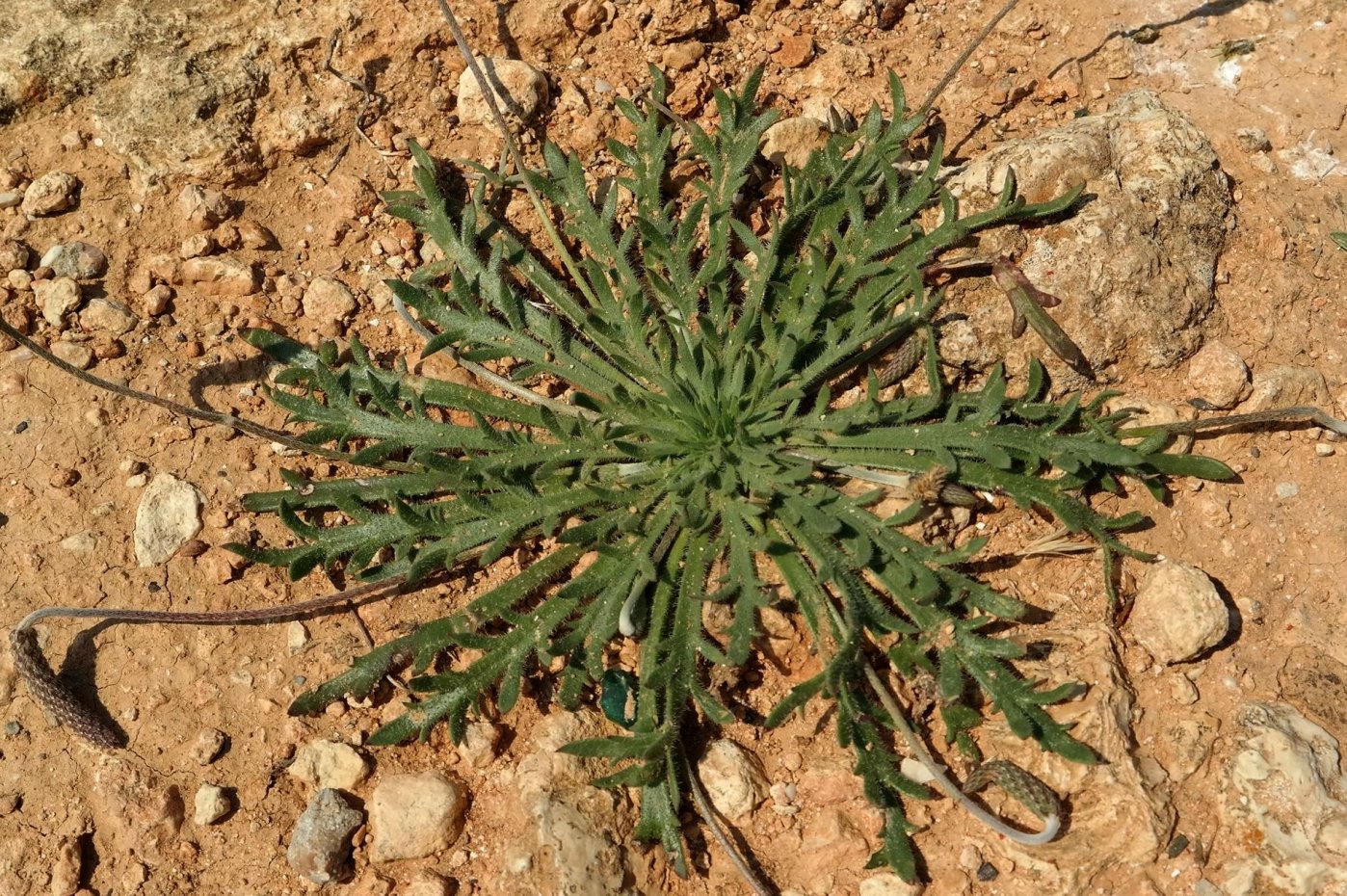 Изображение особи Plantago coronopus.