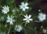 Stellaria graminea