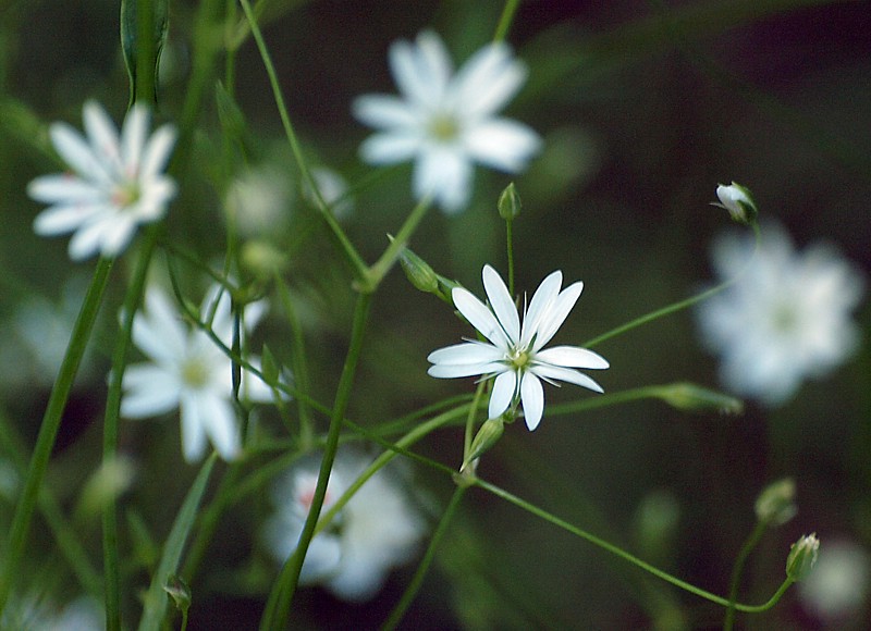 Image of Stellaria graminea specimen.