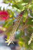 Callistemon citrinus. Соцветие в бутонах с фуражирующей пчелой. Греция, о. Крит, Ретимно (Ρέθυμνο), городское озеленение. 02.05.2014.