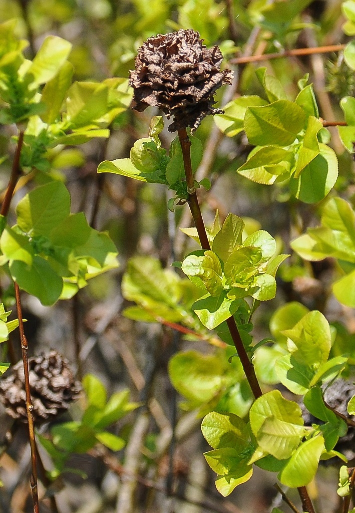 Изображение особи Salix pyrolifolia.