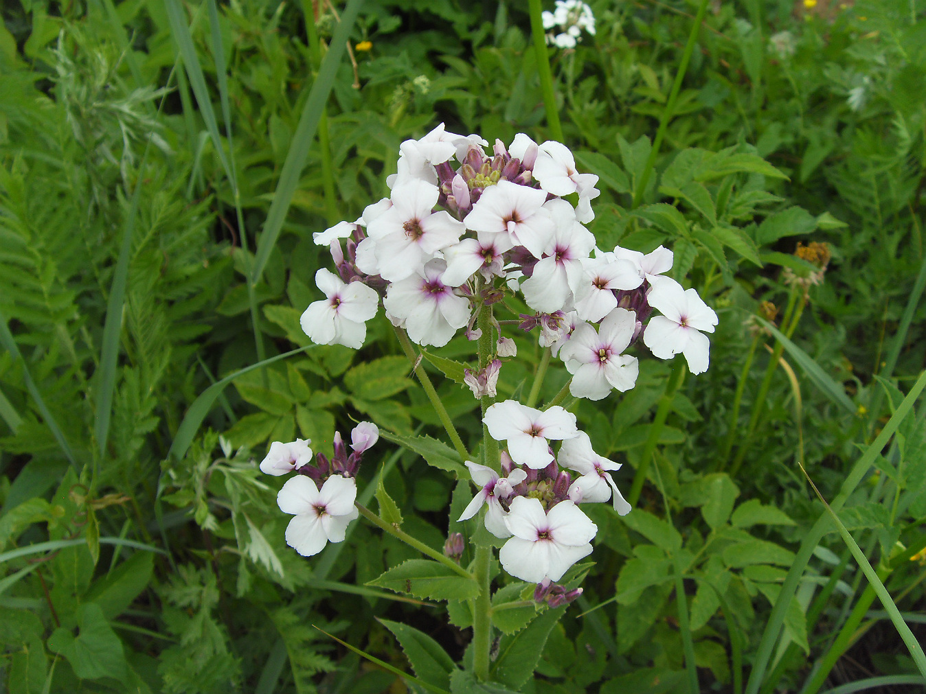 Image of Hesperis matronalis specimen.