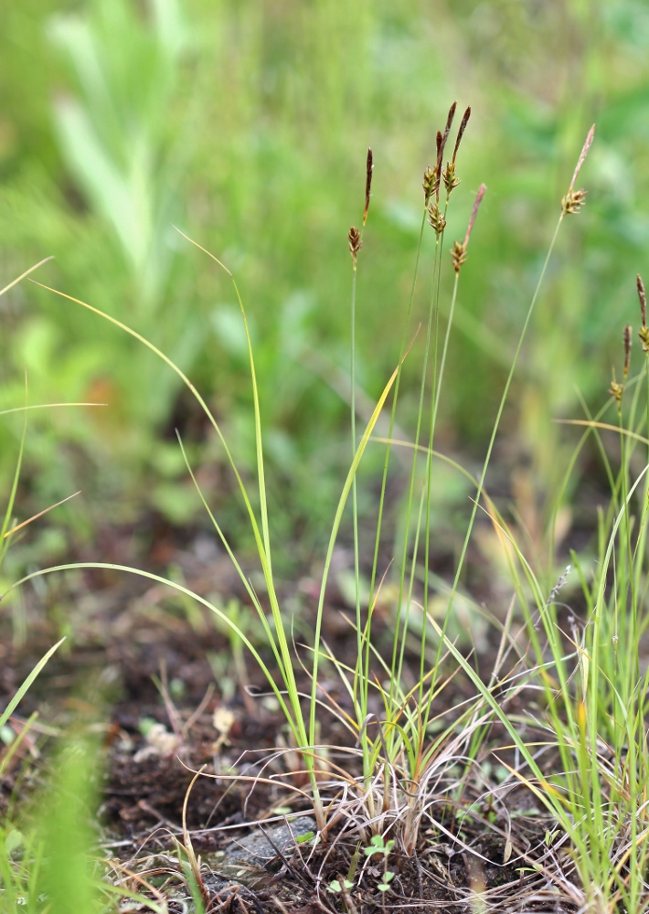 Image of Carex korshinskyi specimen.