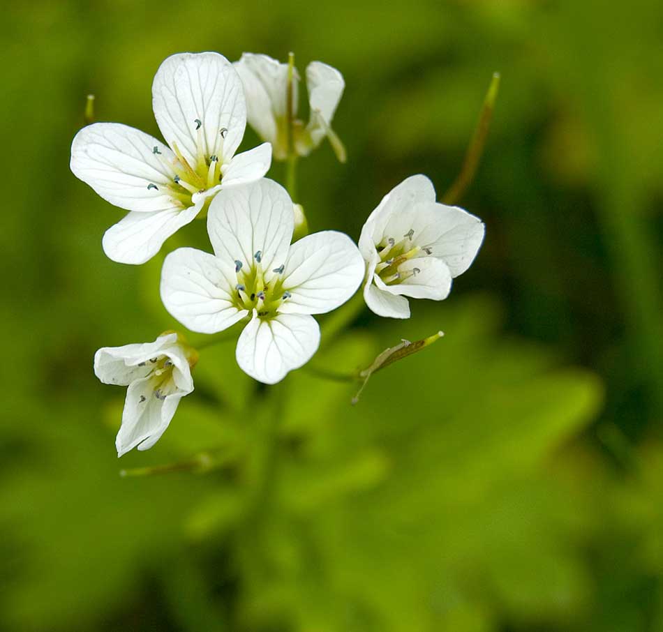 Изображение особи Cardamine amara.