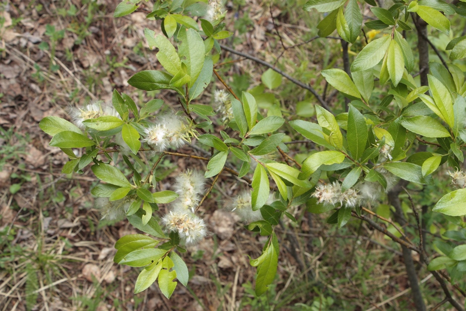 Image of Salix myrsinifolia specimen.