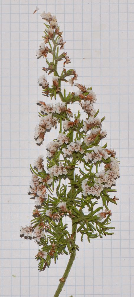 Изображение особи Limonium papillatum.