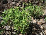 Euphorbia davidii