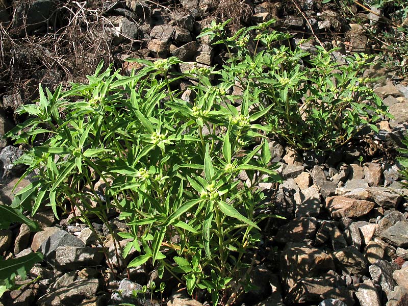 Изображение особи Euphorbia davidii.