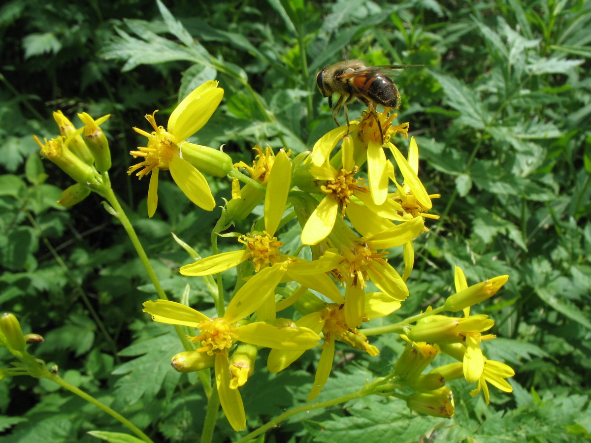 Изображение особи Ligularia thomsonii.