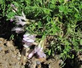 Astragalus levieri