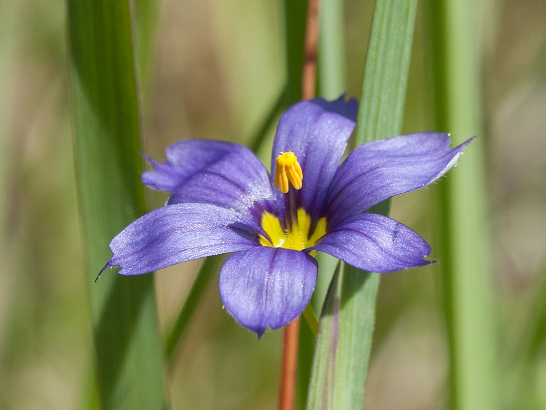 Изображение особи Sisyrinchium septentrionale.