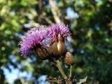 Serratula manshurica