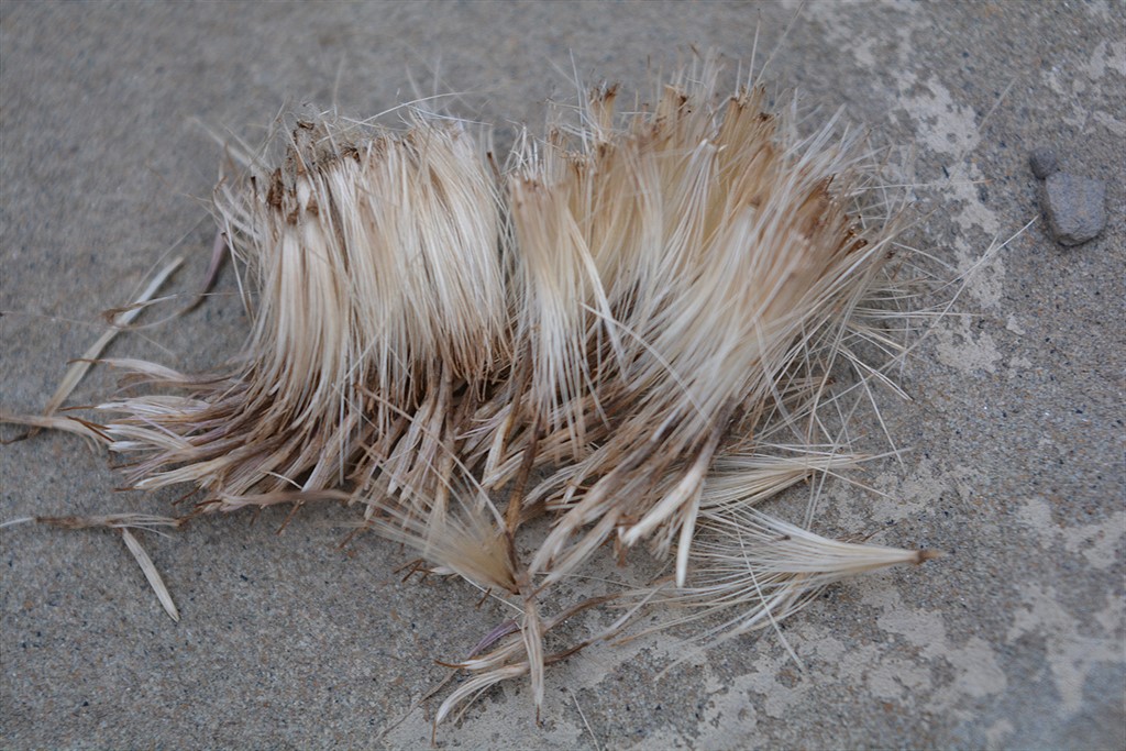 Изображение особи Cirsium argillosum.