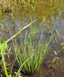 Juncus papillosus