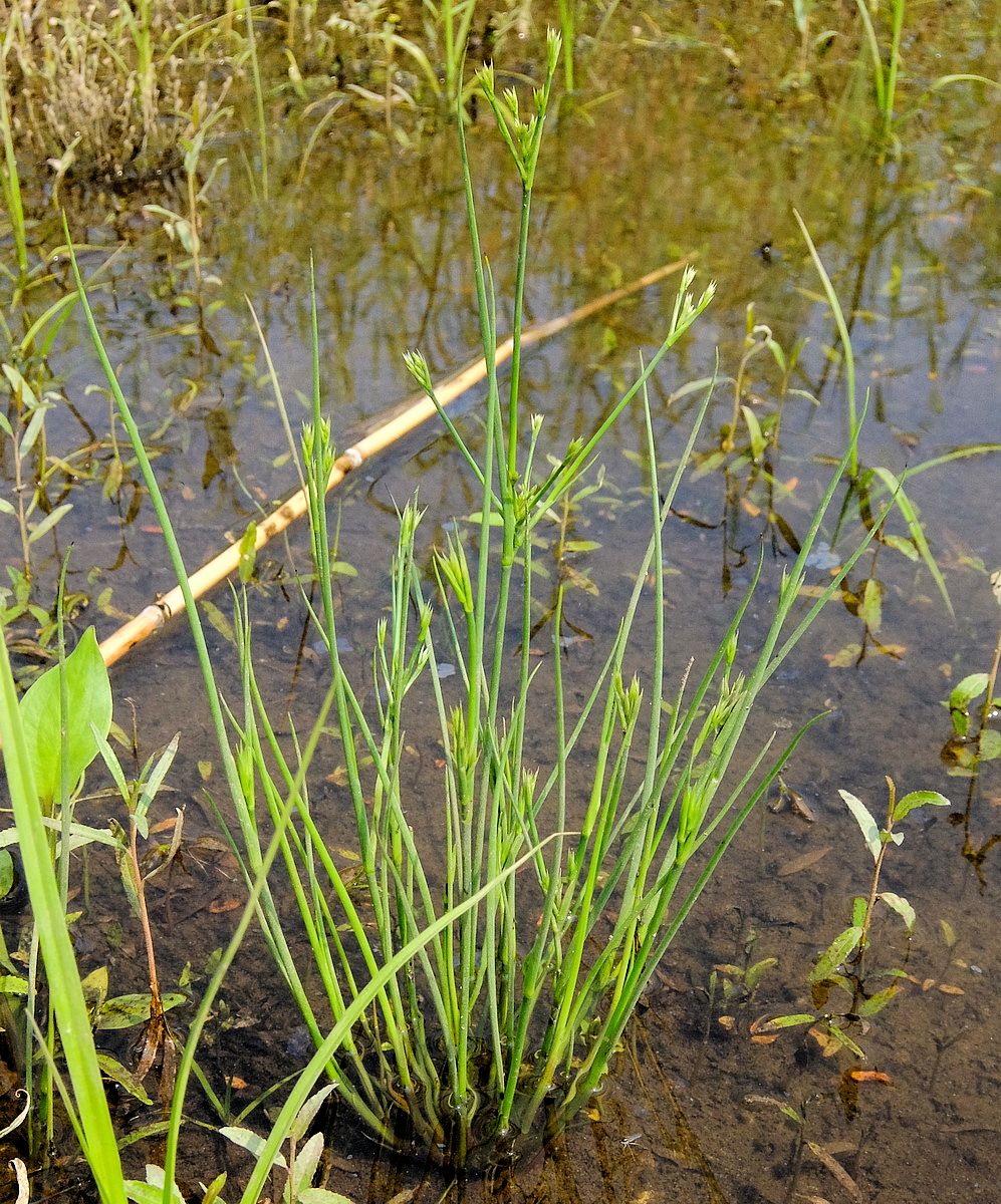 Image of Juncus papillosus specimen.