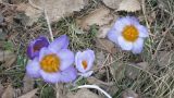 Crocus tauricus