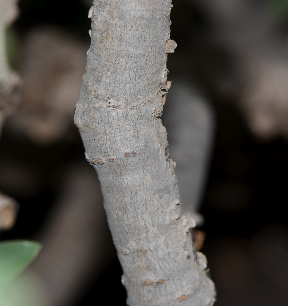 Изображение особи Euphorbia balsamifera.