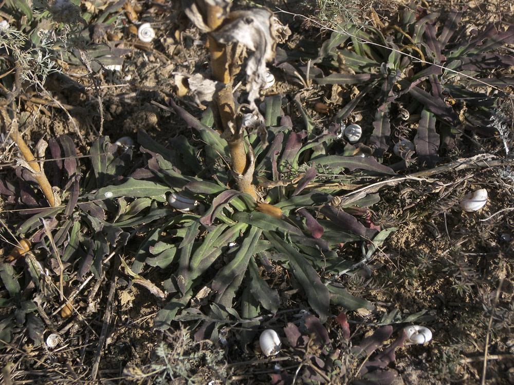 Image of Silene viscosa specimen.