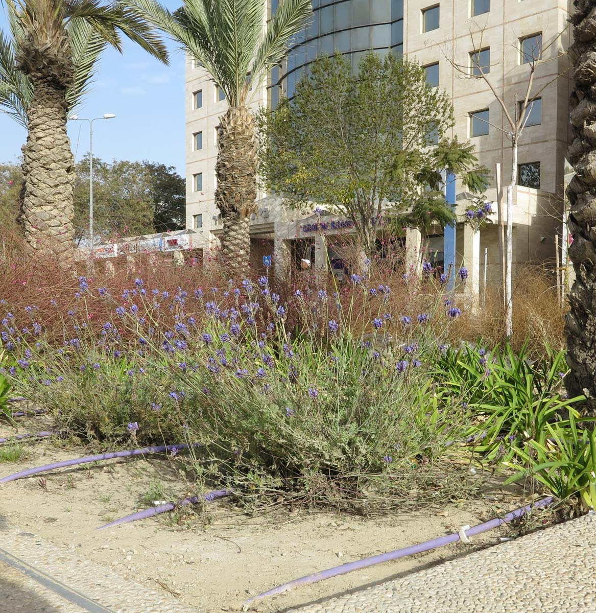 Image of Lavandula multifida specimen.