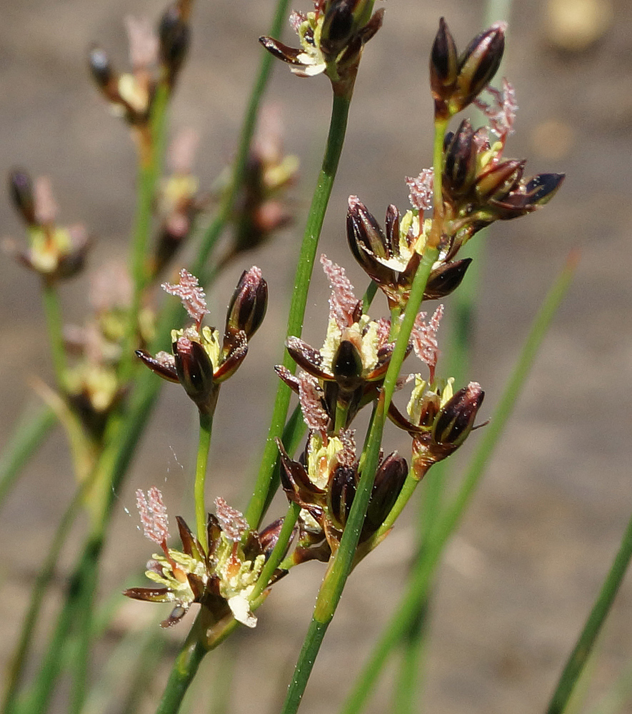 Изображение особи Juncus gerardi.