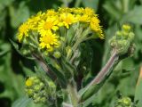 Tephroseris palustris. Верхушка растения с соцветиями. Иркутская обл., окр. Иркутска, болото. 02.07.2016.