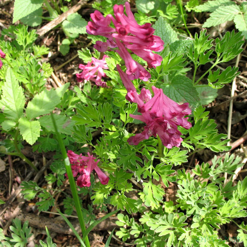 Image of Corydalis buschii specimen.