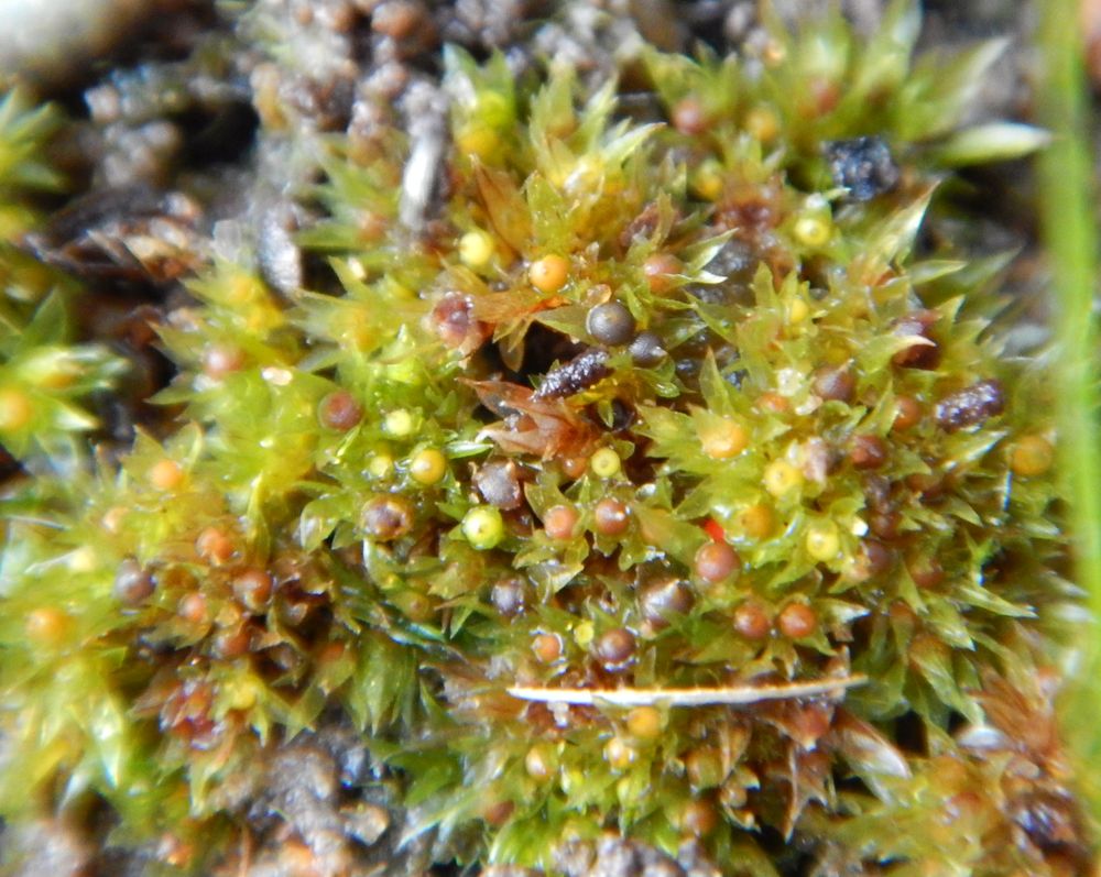 Image of Physcomitrella patens specimen.