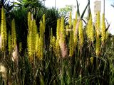 Aloe vera. Цветущие растения. Израиль, Яффа, Абраша-парк, озеленение. 03.04.2016.