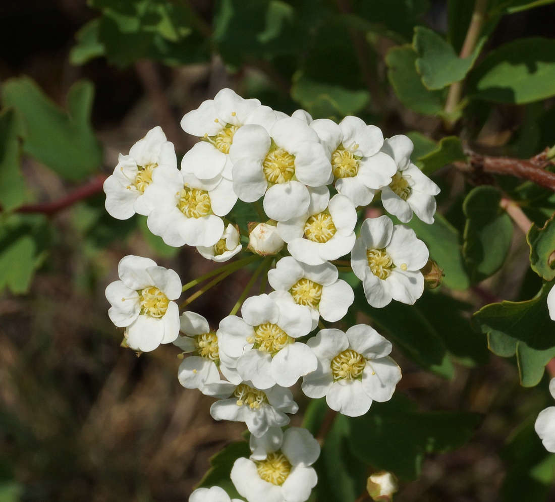 Изображение особи Spiraea trilobata.