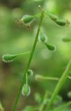 Circaea alpina