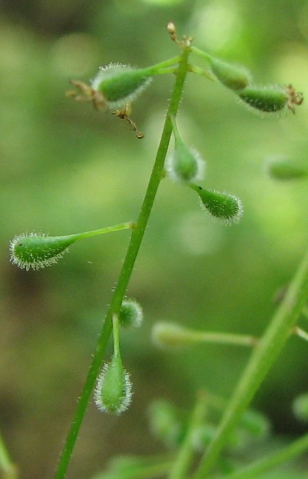 Изображение особи Circaea alpina.