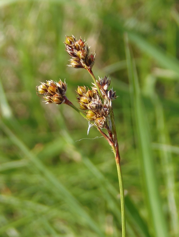 Image of Luzula multiflora specimen.
