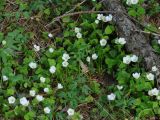 Oxalis acetosella