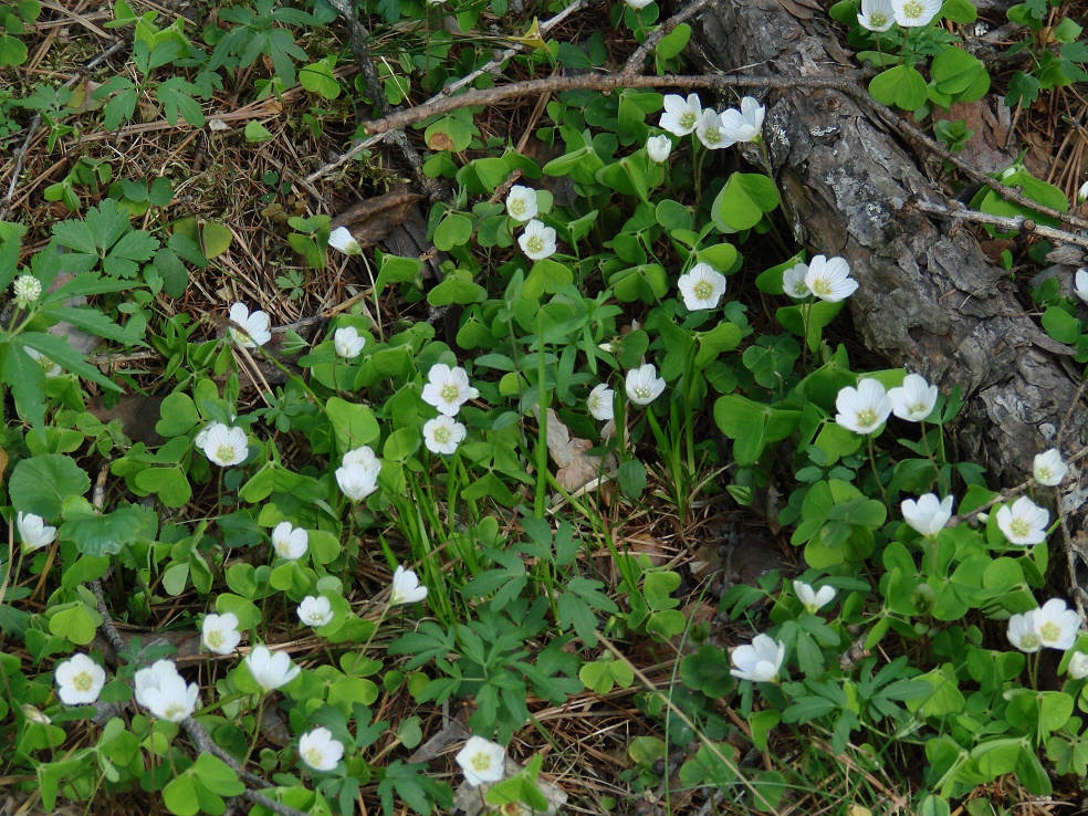 Изображение особи Oxalis acetosella.