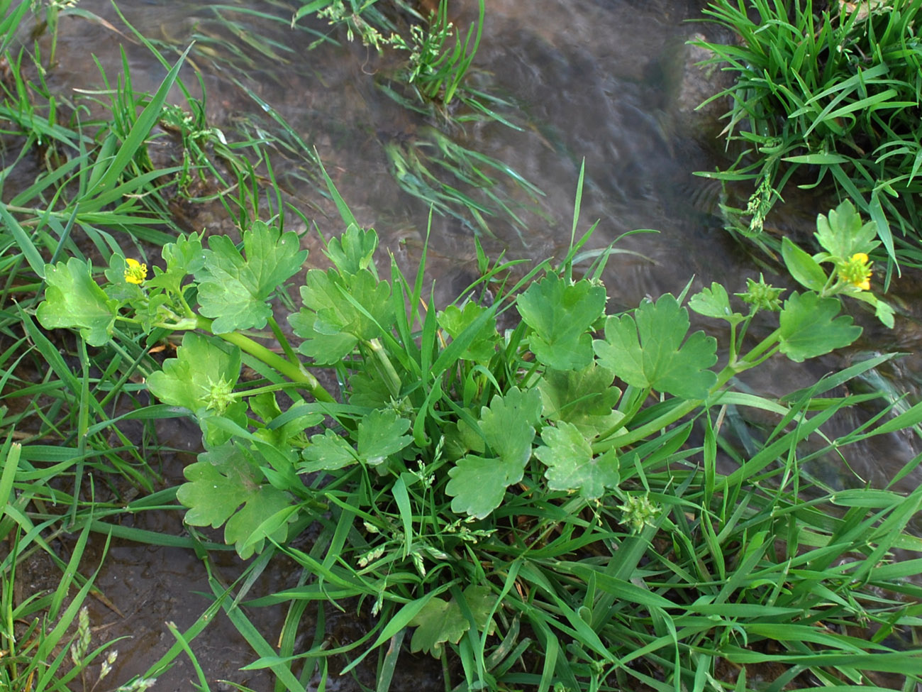 Изображение особи Ranunculus muricatus.