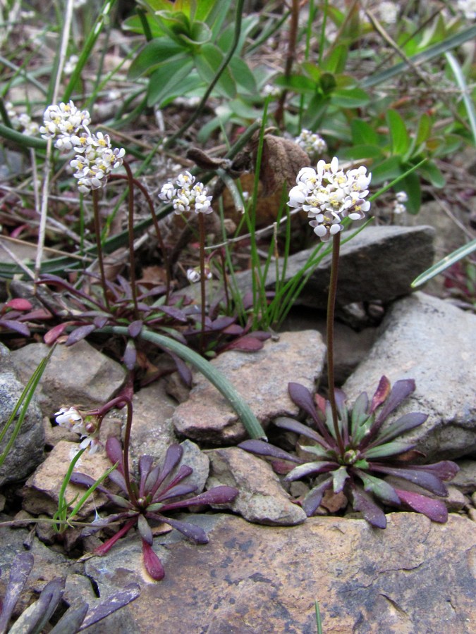 Изображение особи Teesdalia coronopifolia.